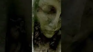 Snails living in face of Statue at Cemetery #shorts