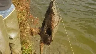 Catching Turtles In A Farm Pond