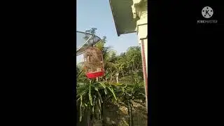 Variasian suara burung cendet cocok buat masteran