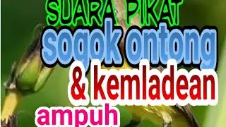 suara pikat sogo ontong dan kemlade coba dan buktikan