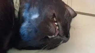 Minino🐱 roncando