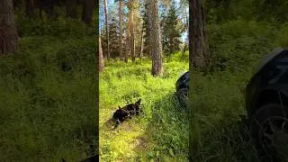 где хорошо гулять в жару