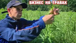 ЗАРАБОТОК В ДЕРЕВНЕ НА ТРАВЕ, КОТОРАЯ РАСТЁТ ПОД НОГАМИ🌿