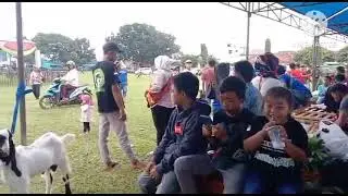 KONTES KAMBING PERANAKAN ETAWA RAS KALIGESING DI SEKAMPUNG LAMPUNG TIMUR