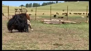 як vs быка