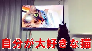 自分が映ってるYouTube動画を見て感動する猫/Cat gets emotional after watching a YouTube video of herself