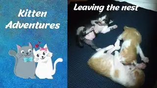 Kitten Adventures - Leaving the nest