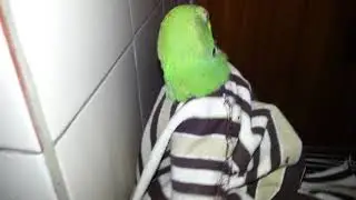Parrot wearing Clothes