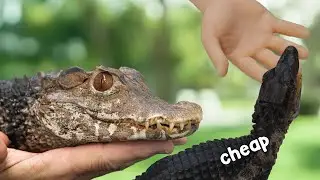 Cheap Dwarf Caiman VS Captive Bred
