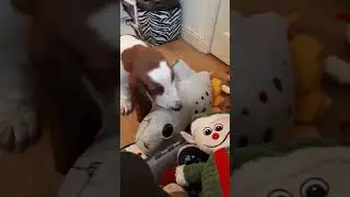Louie the basset hound montage