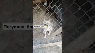 Волчок подрастает, борзеет 😡