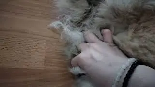 собака из приюта. приводим в порядок