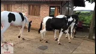 Dois  Burro é uma mula avenda !!!!