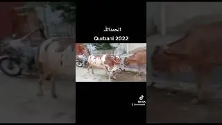 Qurbani 2022 #Qurbani2022 #islam #eidulazha #cow #animals #pets