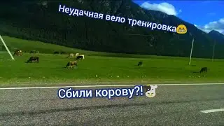 Неудачная вело-езда | Авария из-за коровы 😧