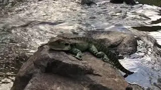 Eastern Water Dragon ( Running over water)