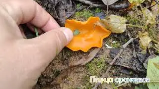ПОХОД в осенний лес!- 21 км удовольствия