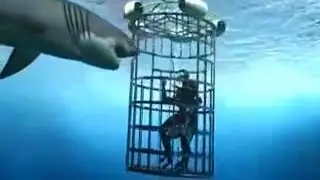 6 Horrific Shark Attacks Caught On Tape