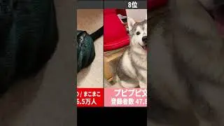 【犬・猫】動物系・ペット系youtuber人気ランキングTOP10【動物いろいろ】 #shorts