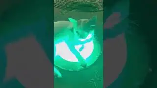 Cat on RGB light #catstagram #funny #cat #funnypets #catlover #funnyanimals #funnycute #animal #catl