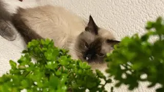 Birman cat playing with a puff