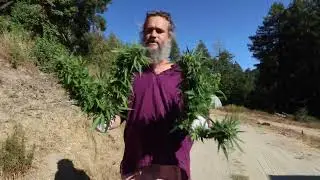 Kashmir can kick out some chonky buds...