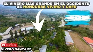 The LARGEST nursery in Western Honduras/ Santa Fe Ocotepeque Nursery 😱🇭🇳