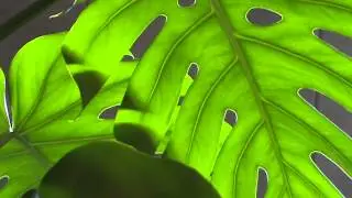 How is the chlorophyll? - The green colour of this pigment