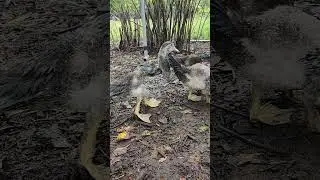 🦆Ducklings Chilling After A Rain 🦆  #grumpyacresfarm #ducklings #animals