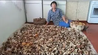 Na hřiby s kosou! Les je plný obřích hřibů. Houbařské šílenství. Obrovské houby rostou ve velkém!