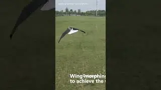 🚀 This Ornithopter with Morphing Wings Looks Like a Real Bird! 🦅