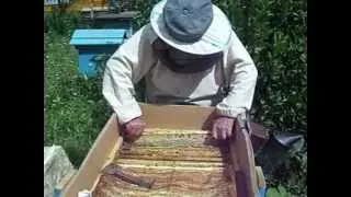 Натуральный мед,  отбор рам