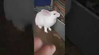Red Eyes Rabbit 🐰🐇🥕