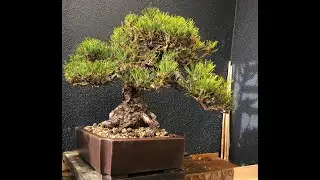 Patricia O'Connor, The Bonsai Balcony: We have a balcony, with sun on it!