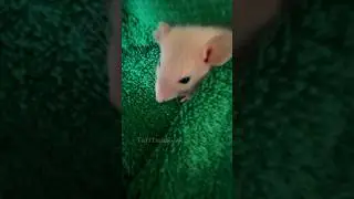 МОЙ ТГ: Симкина семья #реки #тараканчик #Симочка