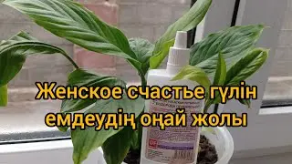 Женское счастье гүлін емдеудің оңай жеңіл жолы. #үйгүлдері #әйелбақытыгүлінемдеу #гүлдердіемдеу