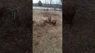 Nosey Pigs Always in EACH Other's Business! 