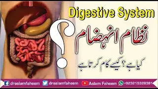 What is Human Digestive System How it works ? | Stages of Food processing | पाचन तंत्र क्या है?