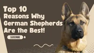 Top 10 Reasons Why German Shepherds Are the Best!