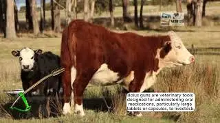 Bolus Guns for Cattle: Precision Medication Delivery in Livestock Health | Veterinary Equipment