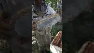 мёд с малины и крушины