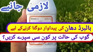 Hybrid dhaan || hybrid dhan ko gobh ki halat per kon se spare kre || pedavar 2 jona kese kare dhan