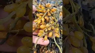 Уехать на край земли и стать виноделом...