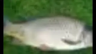 peculiar odor