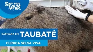 Capivara em Taubaté