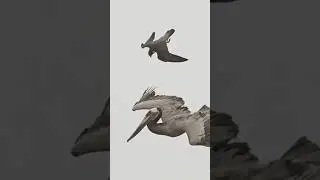 أسرع مخلوق على وجه الارض_ الصاروخ الحي