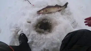 Корюшка. Судак. Форт Первомайский. Рыбалка 19.02.24.