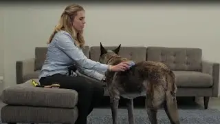 How to Brush Your Dog the Fear Free Way