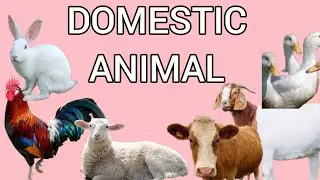 DOMESTIC ANIMALS | learn domestic animals & more Nursery rhymes 