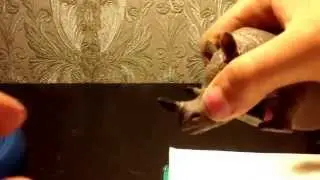 Обзор на игрушки